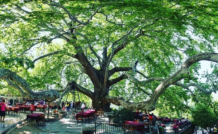 Bursa İnkaya Çınar Ağacı