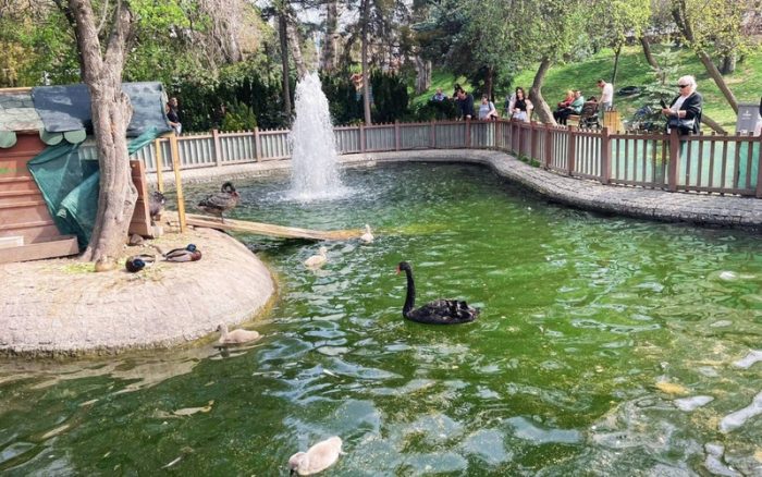 Ankara Kuğulu Parkına Nasıl Gidilir
